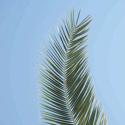 皇冠体育安卓系统