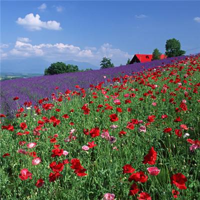 乐鱼app官方下载入口